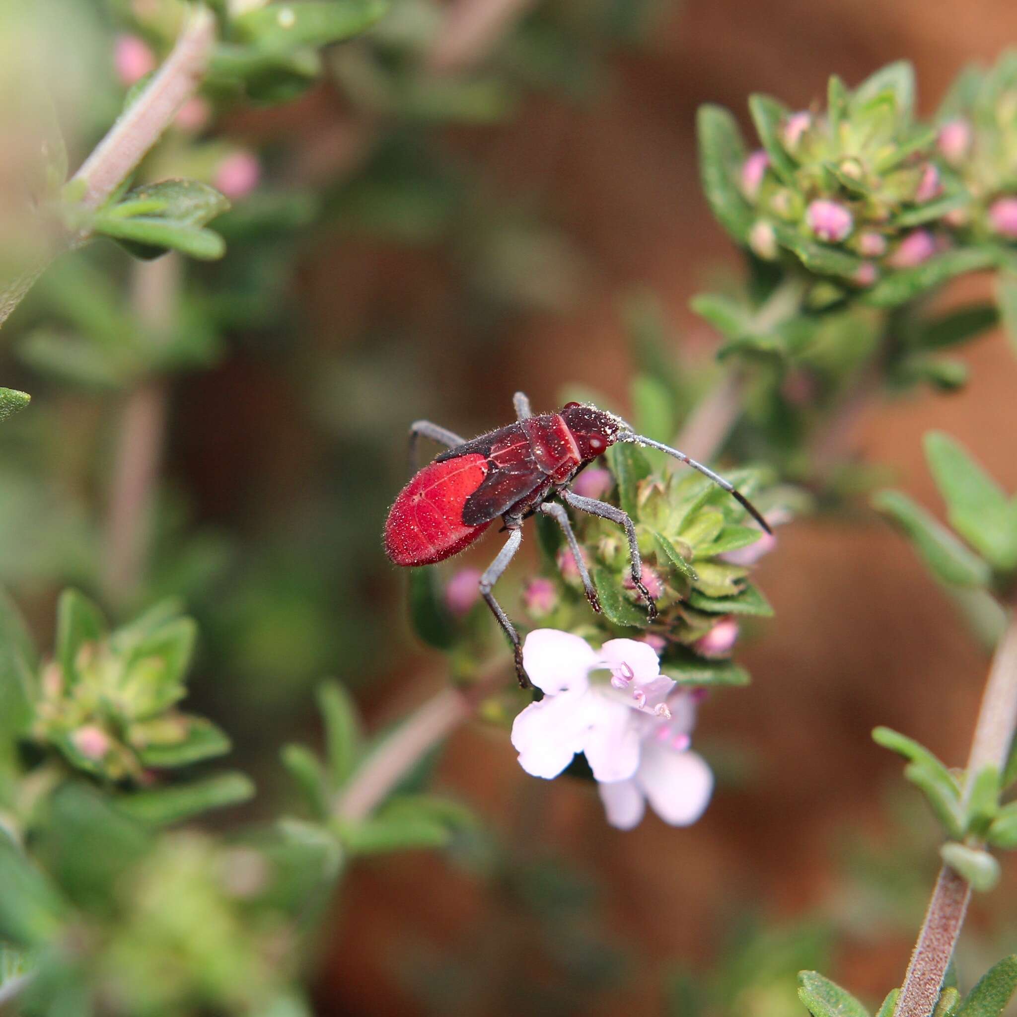 Image of Leptocoris mitellatus Bergroth 1916