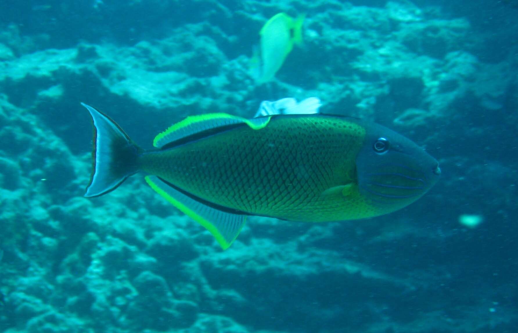 Image of Blue-throat Trigger