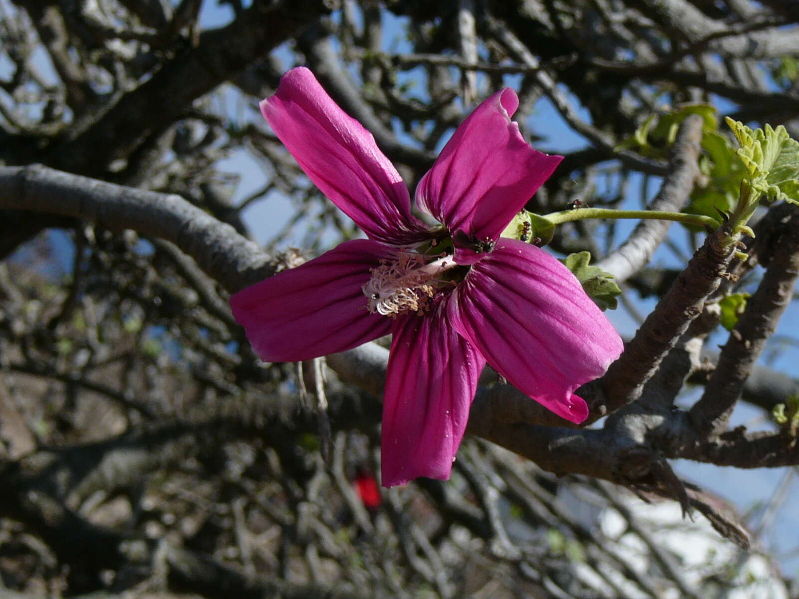 Imagem de <i>Malva <i>assurgentiflora</i></i> subsp. assurgentiflora