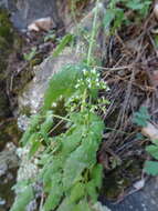 صورة Valeriana sorbifolia Kunth