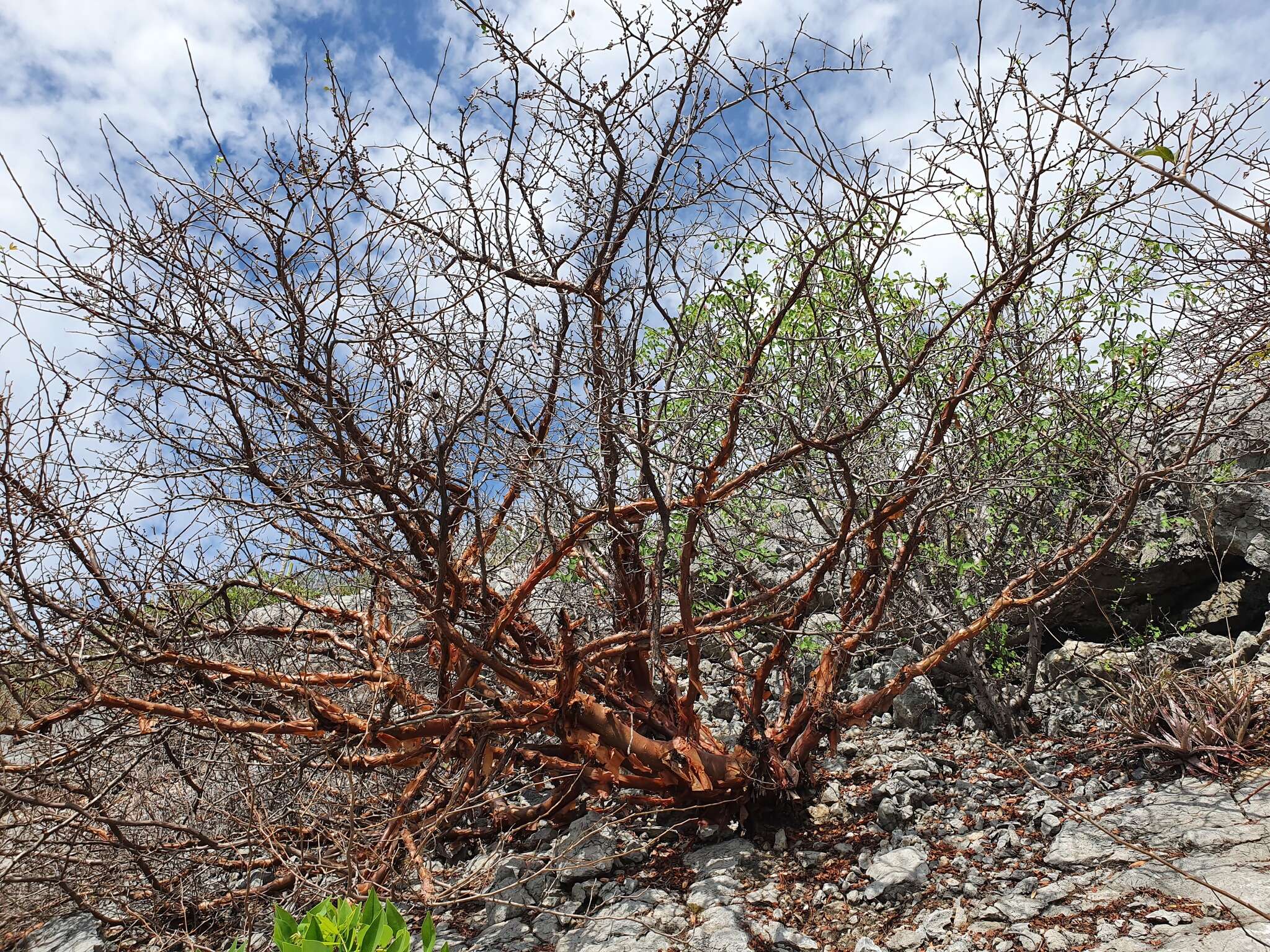 Image of Bursera denticulata Mc Vaugh & Rzedowski