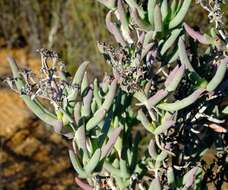 Imagem de Phiambolia longifolia Klak