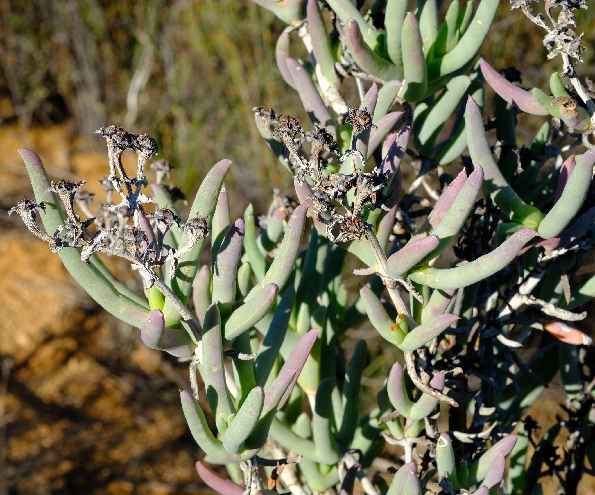 Imagem de Phiambolia longifolia Klak