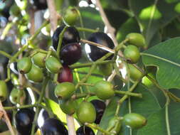 Image of Java plum
