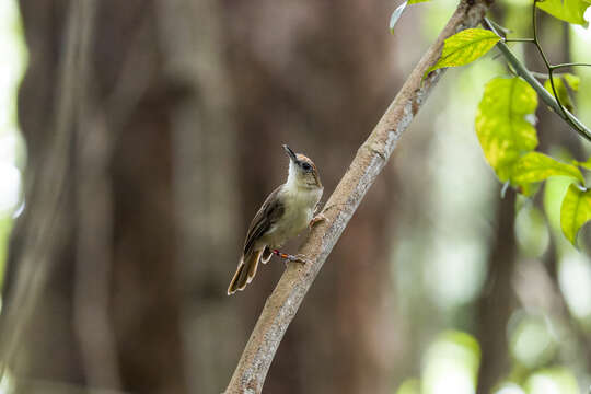 صورة Malacopteron cinereum indochinense (Robinson & Kloss 1921)