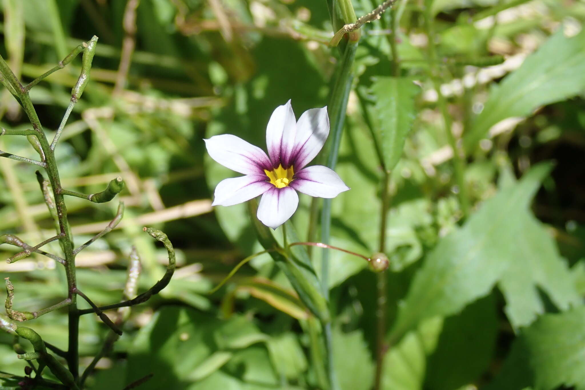 Image of eastern blue-eyed grass