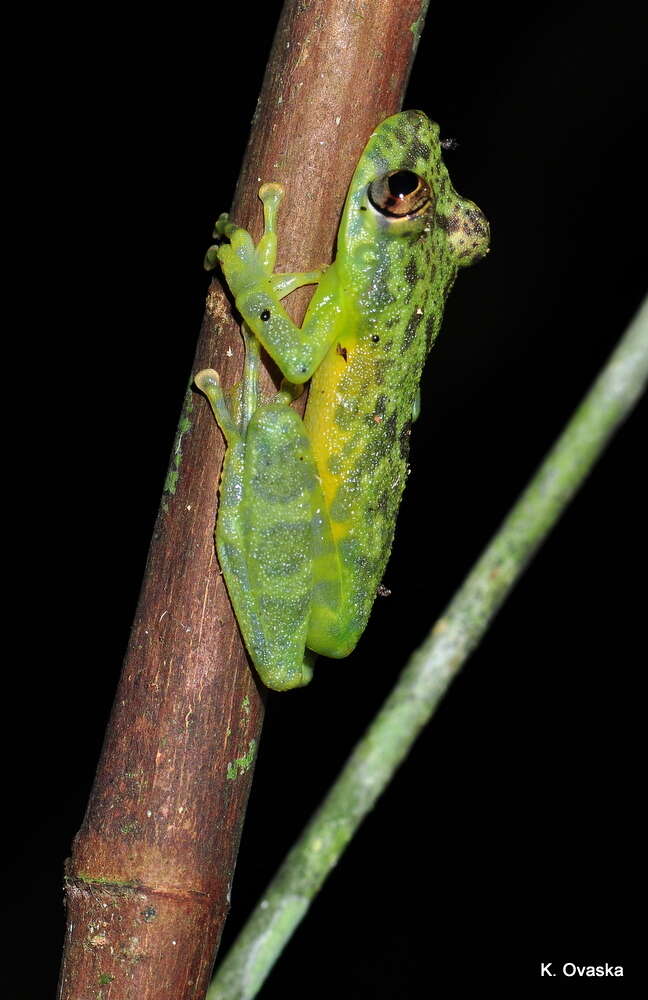 Sivun Scinax cruentomma (Duellman 1972) kuva