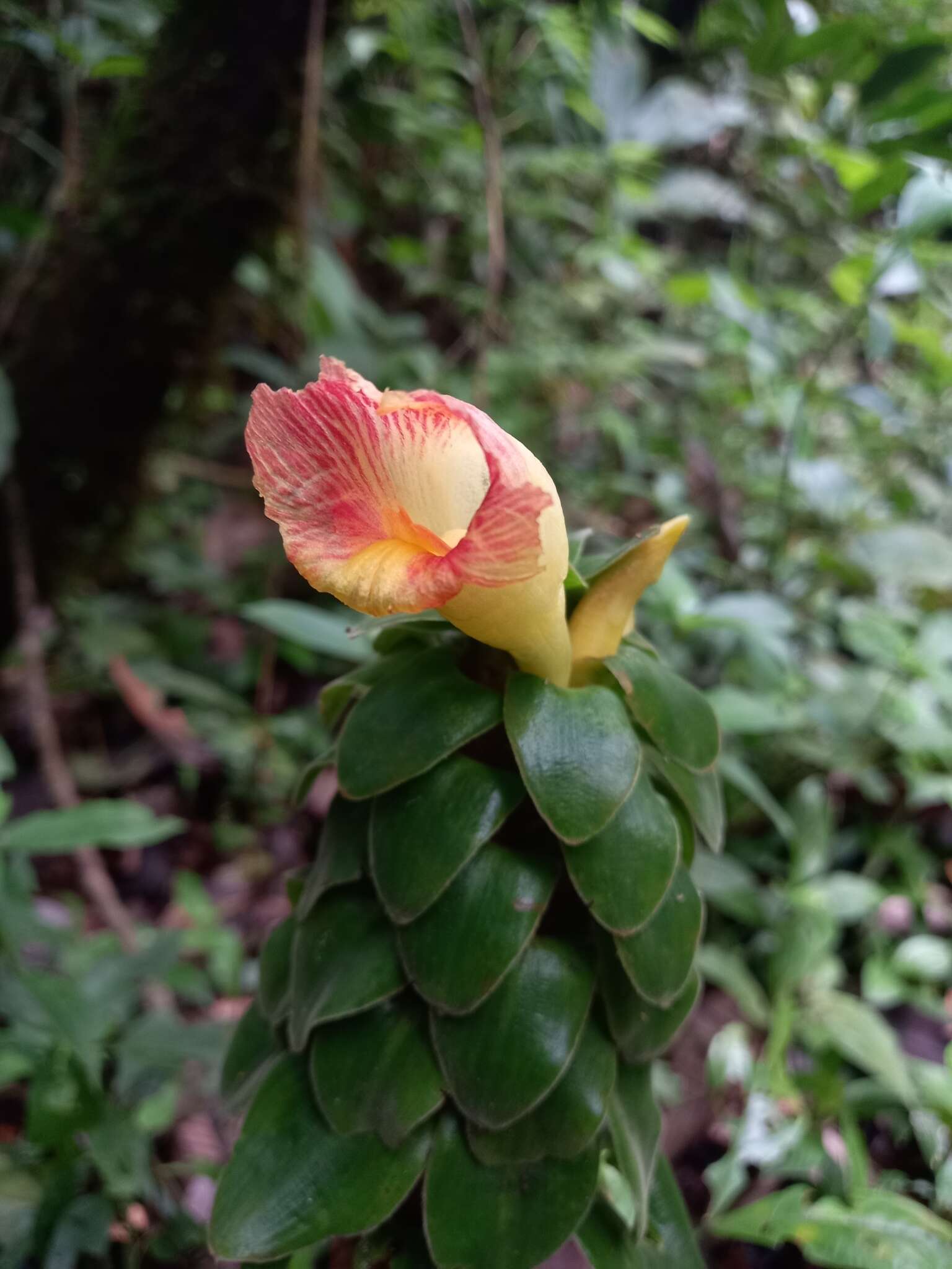 Image of Costus claviger Benoist