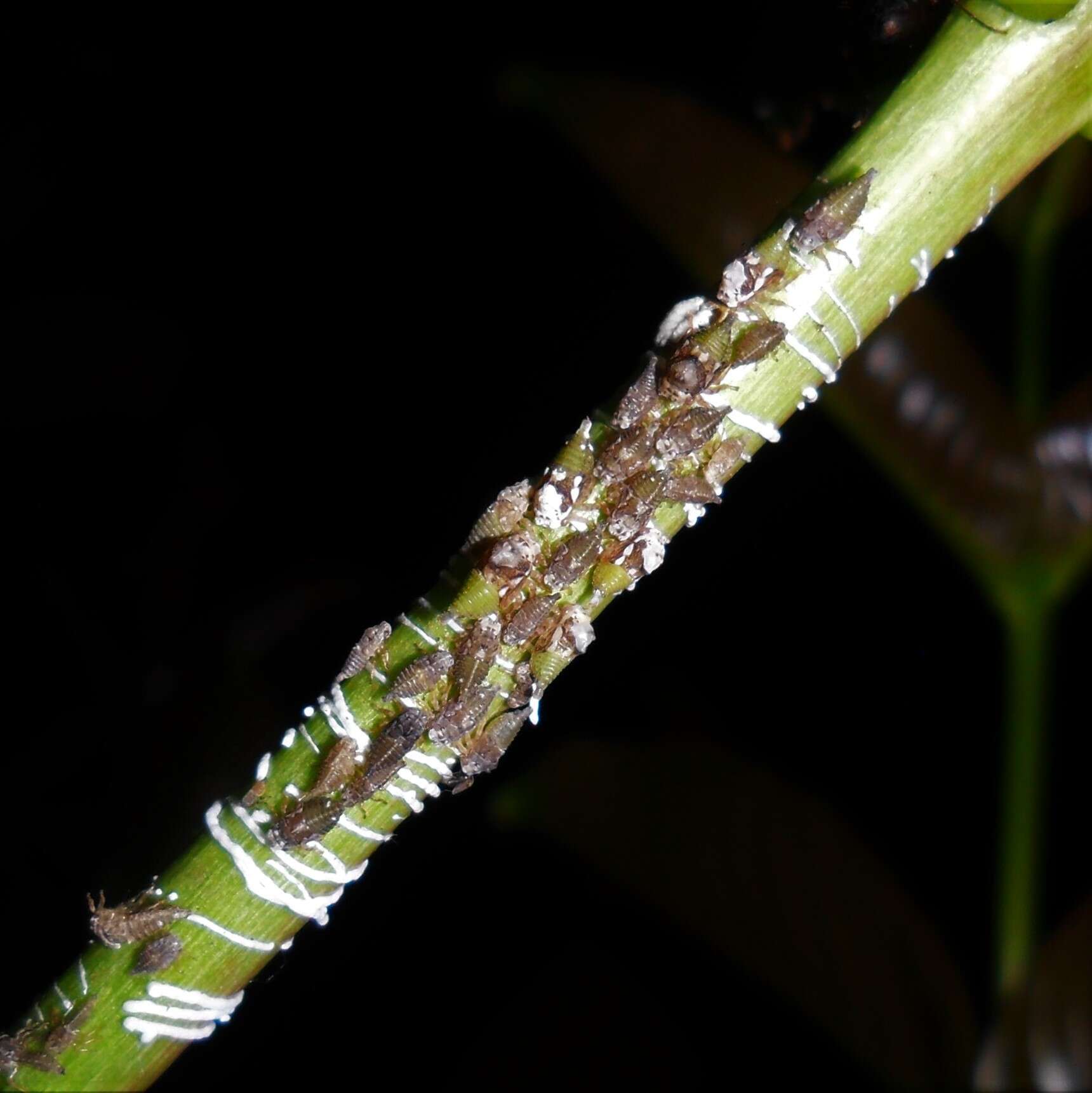 Image of Leioscyta spiralis Haviland