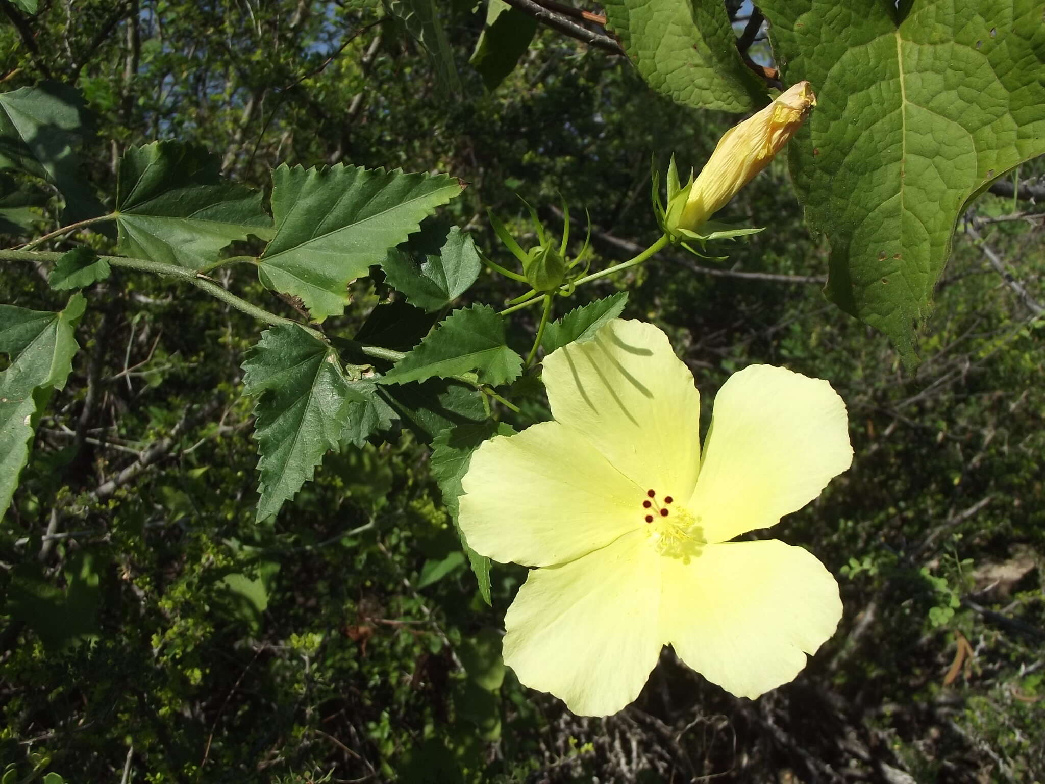 Sivun Hibiscus ribifolius A. Gray kuva