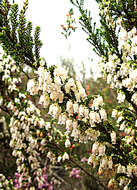 Image of Erica glomiflora Salisb.