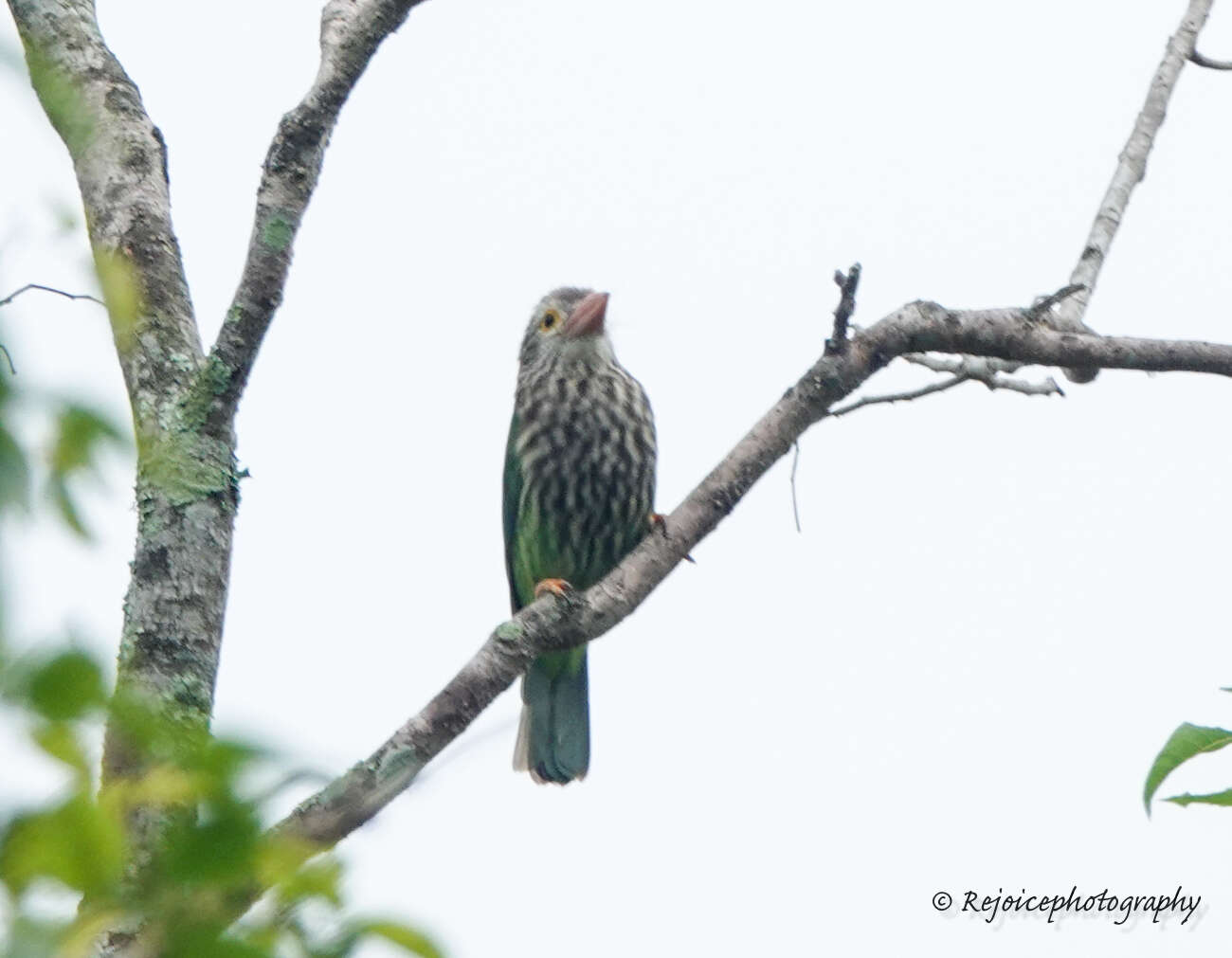 Image of Lineated Barbet