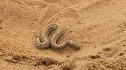 Image of Dwarf Puff Adder