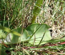 Image of Satyrium longicauda var. jacottetianum (Kraenzl.) A. V. Hall