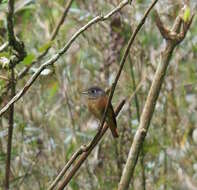 Plancia ëd Muscicapa ferruginea (Hodgson 1845)