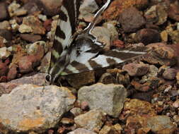 Image of Protographium leosthenes (Doubleday 1846)