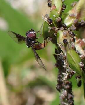 Image of Syrphid fly