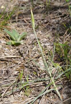 Image of Scorzonera mollis subsp. mollis