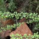 Image of Phyllanthus macranthus var. macranthus