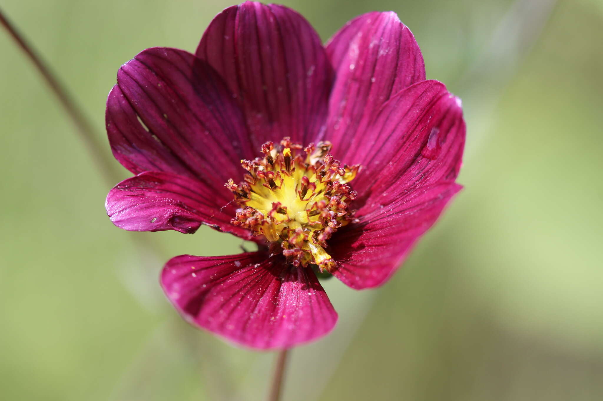 Image of Cosmos scabiosoides Kunth
