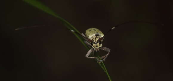 Image of Prosopocera (Paralphitopola) maculosa (Pascoe 1858)