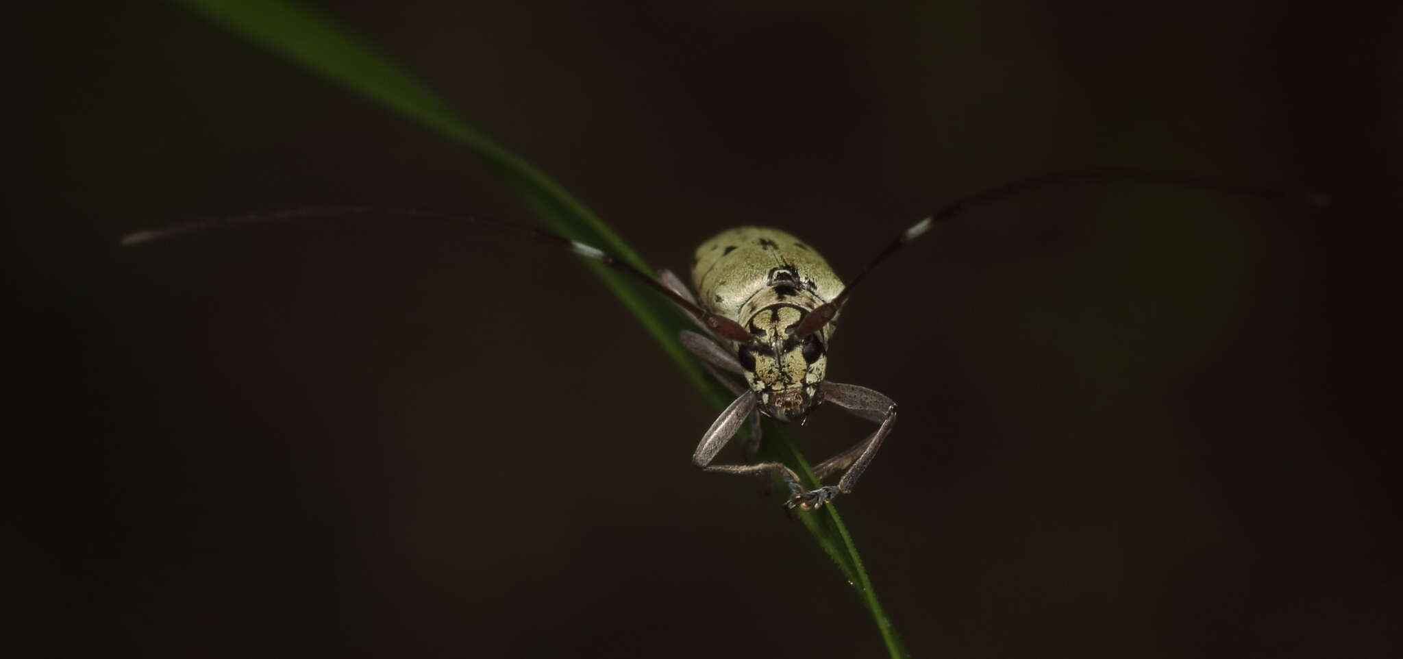 Image of Prosopocera (Paralphitopola) maculosa (Pascoe 1858)