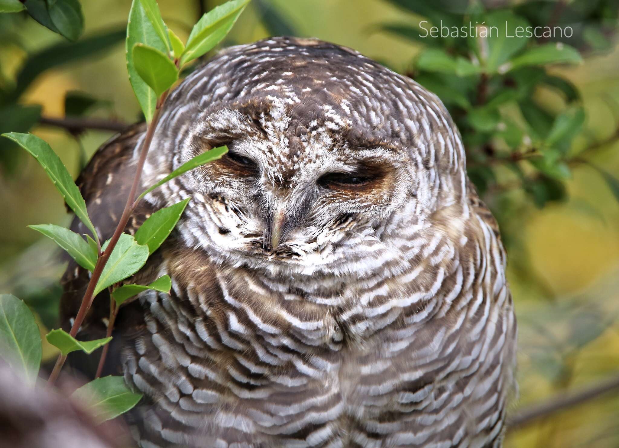 Image of Rufous-legged Owl