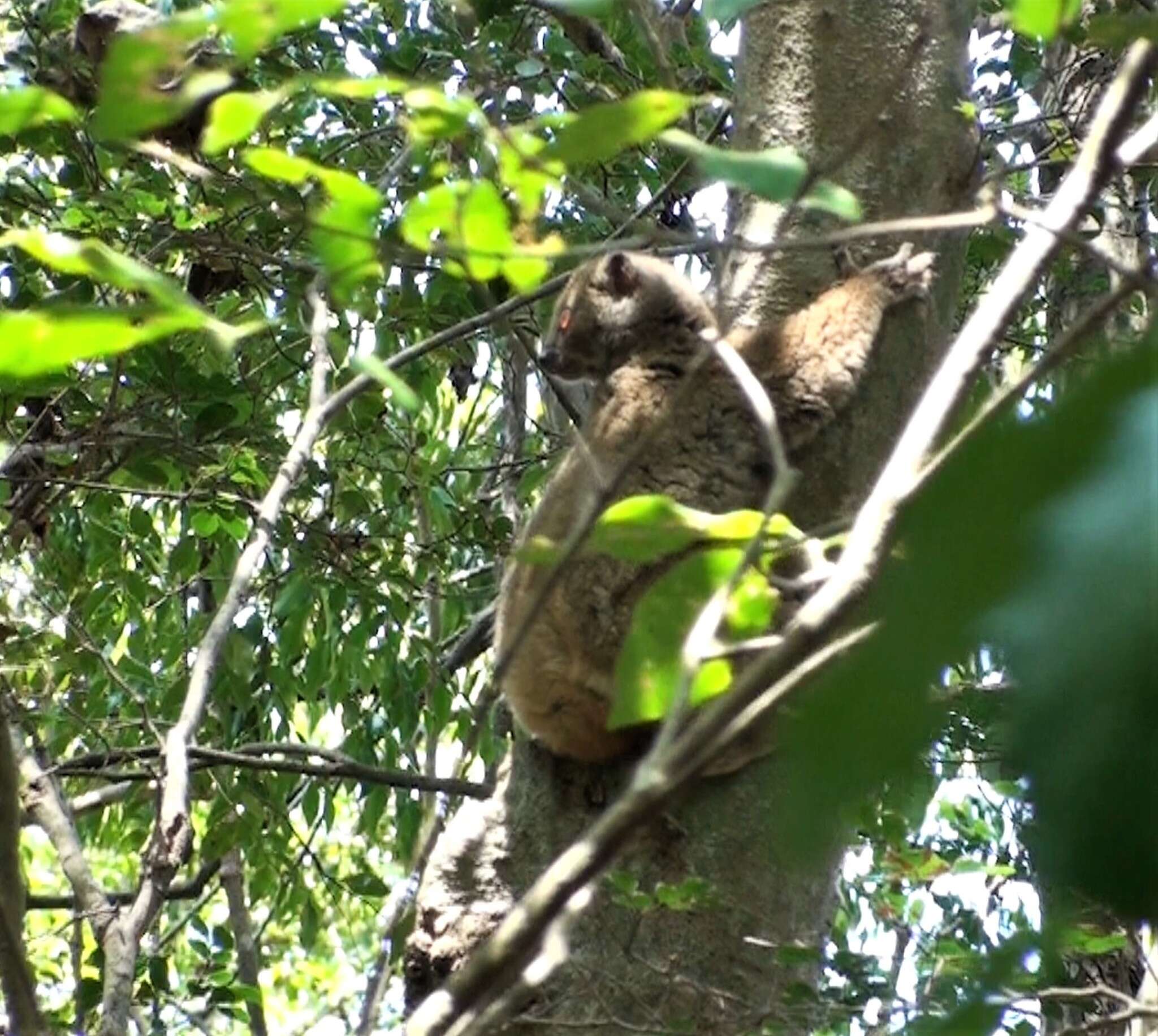 Image of Bemaraha Woolly Lemur