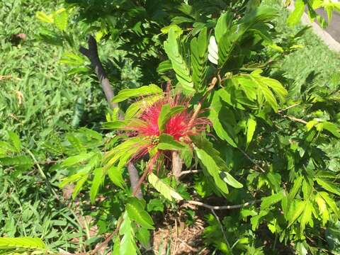 Image de Calliandra medellinensis Britton & Killip