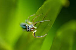 Image of Blue-banded Jumping Spider