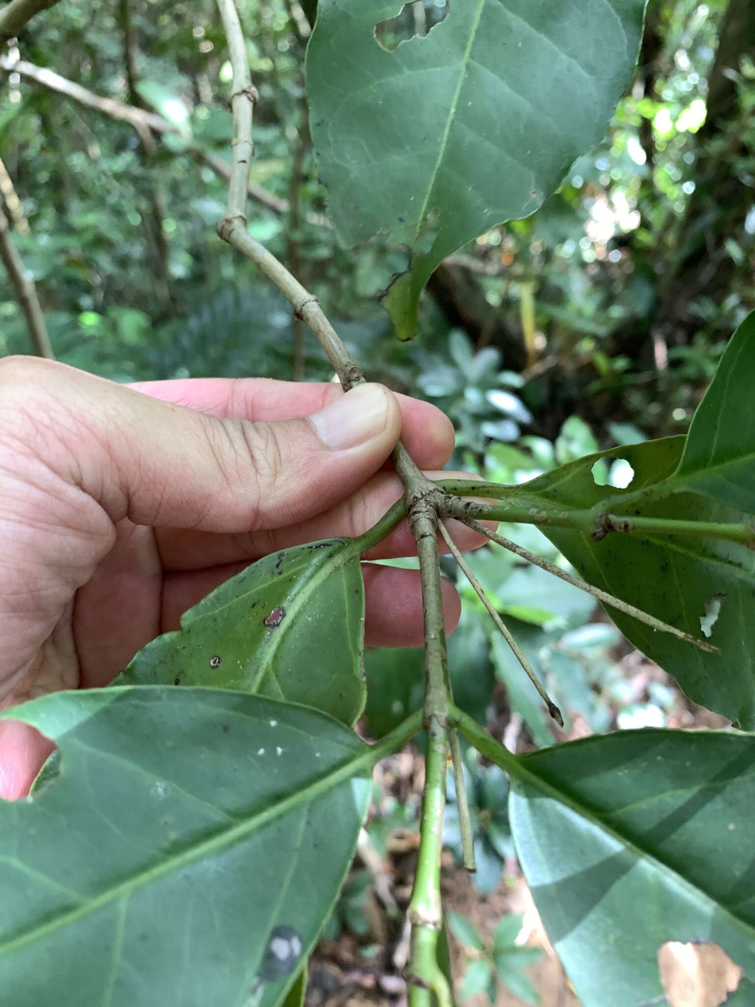 Plancia ëd Geniostoma rupestre Forst.