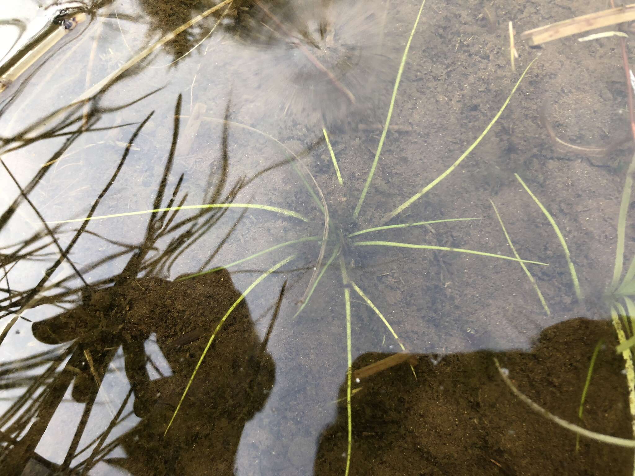 Image of spiny-spored quillwort