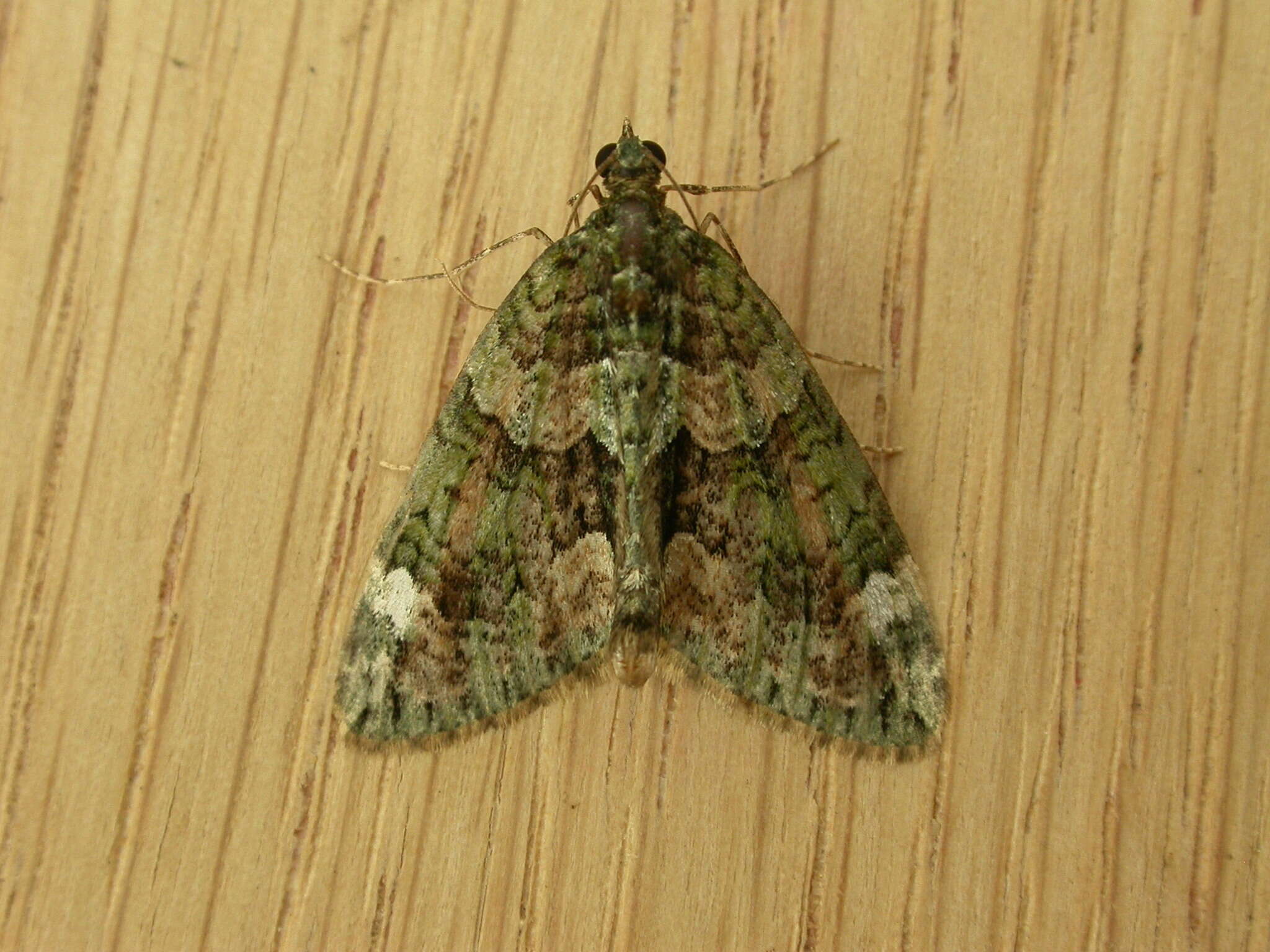 Image of red-green carpet