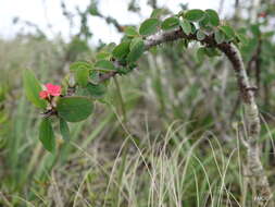 Image of Christ plant