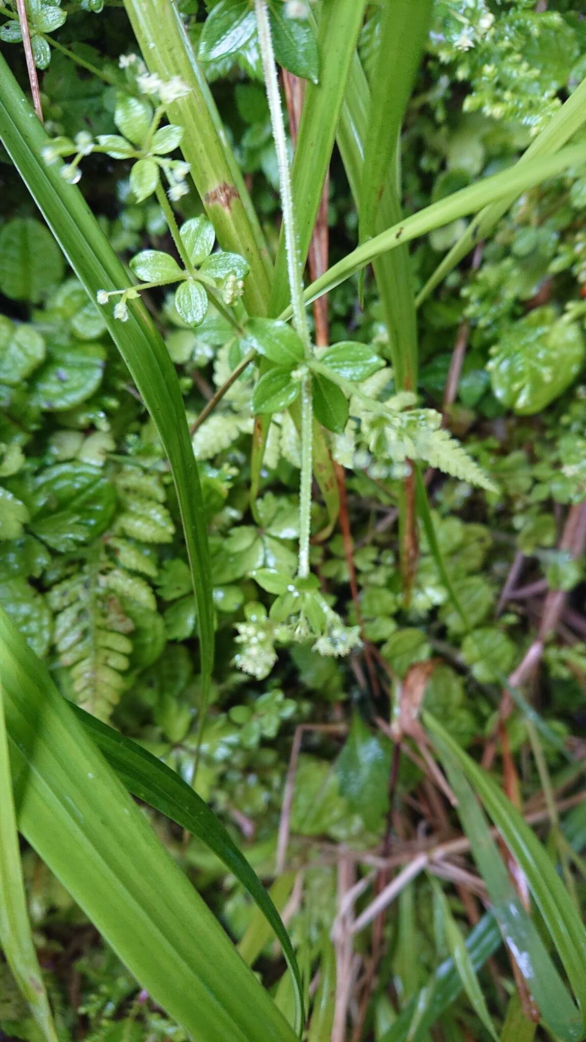 Plancia ëd Galium formosense Ohwi