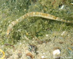 Image of Black-striped Pipefish