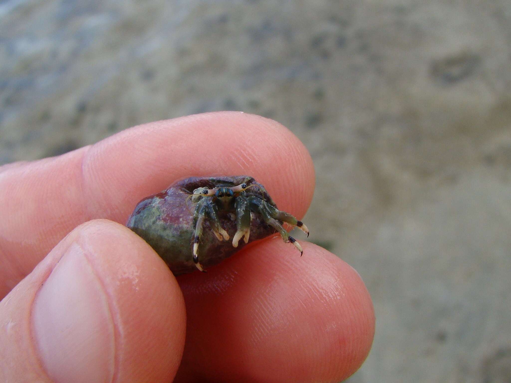 Image of green hermit crab