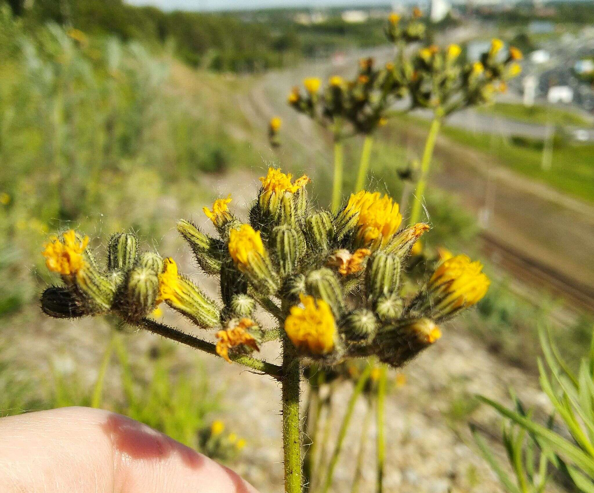 صورة Pilosella novosibirskensis N. N. Tupitsyna