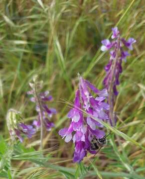 Image of Anthophora aestivalis (Panzer 1801)