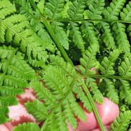 Image of mountain woodfern