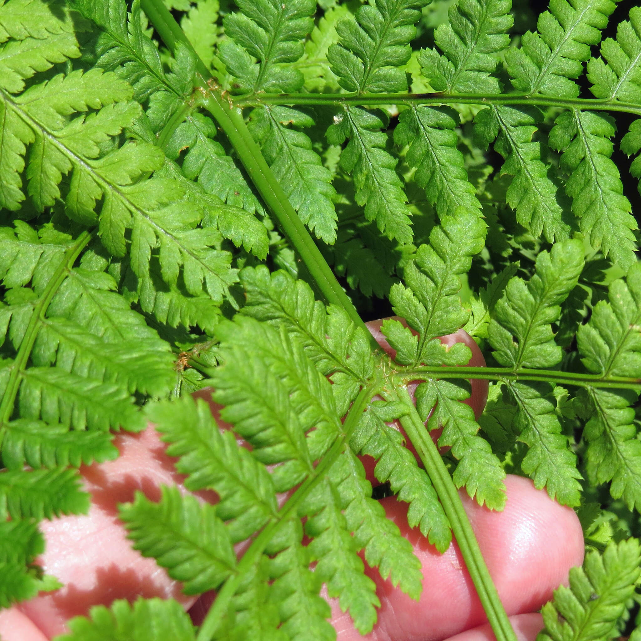 Image of mountain woodfern