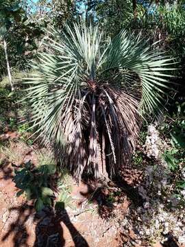 Image of Butia archeri (Glassman) Glassman