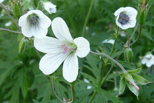 Image of Geranium rivulare Vill.