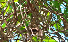 Image of Anolis luteogularis Noble & Hassler 1935