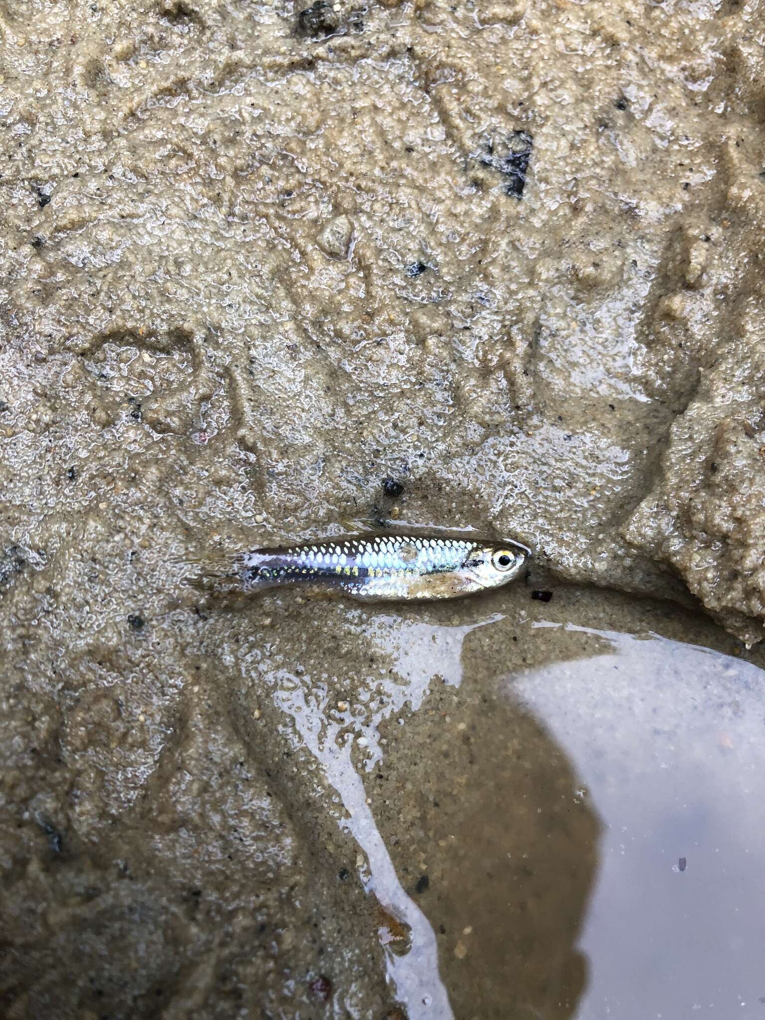 Rasbora einthovenii (Bleeker 1851) resmi