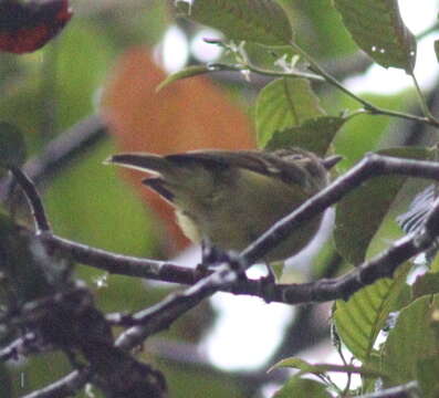 Image of Yellow-winged Vireo