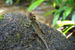 Image of Giant Forest Dragon