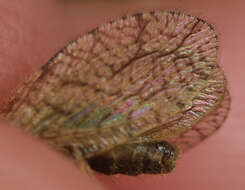 Image of Micromus angulatus (Stephens 1836)