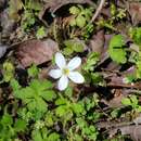 Ellisiophyllum pinnatum subsp. bhutanense R. R. Mill resmi