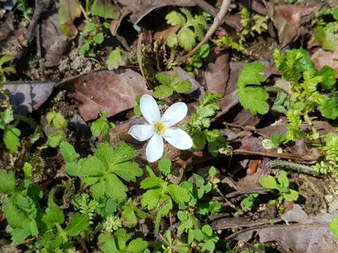 Ellisiophyllum pinnatum (Wall. ex Benth.) Makino resmi